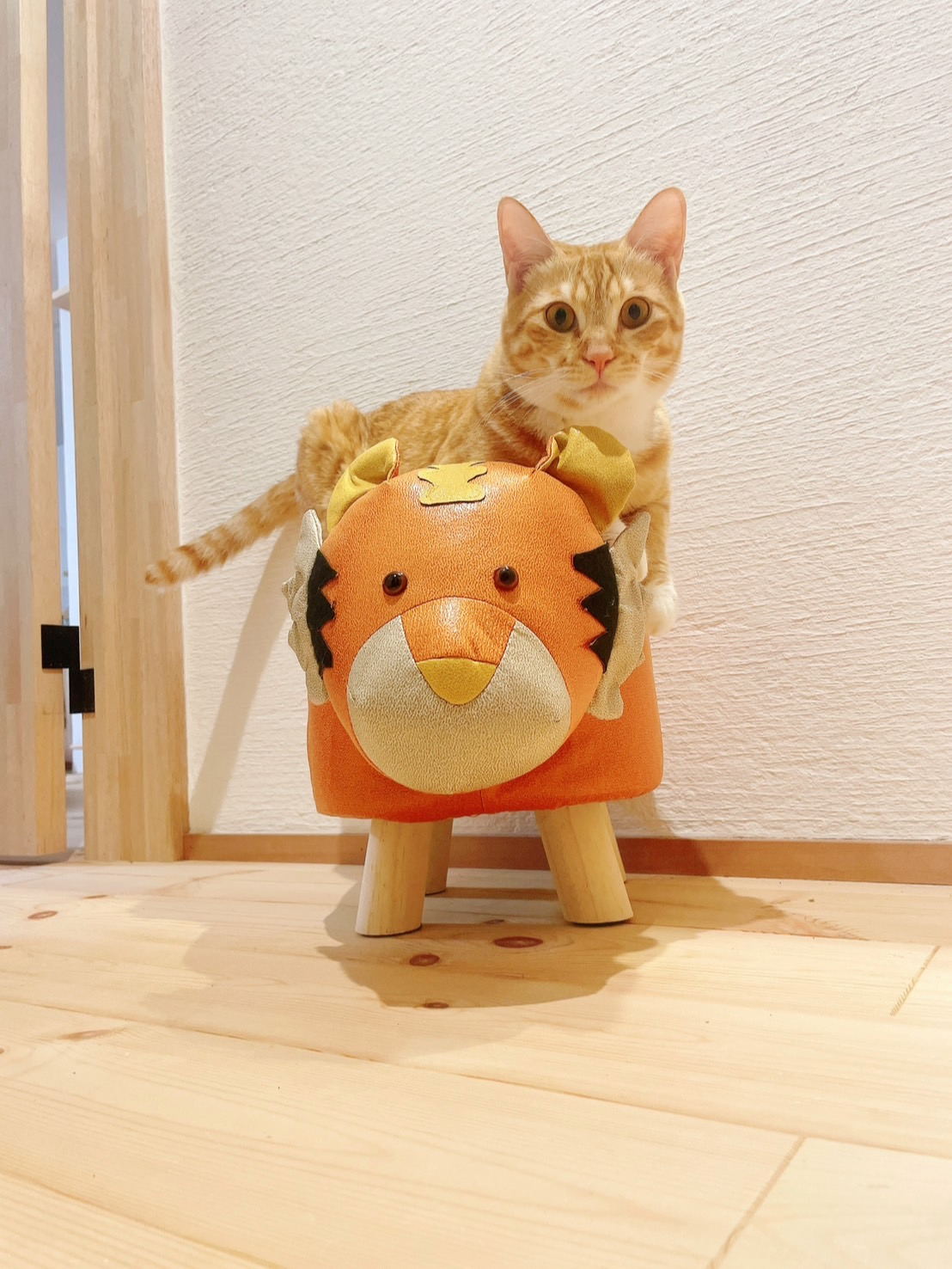 ペットにやさしいお家です③ 画像