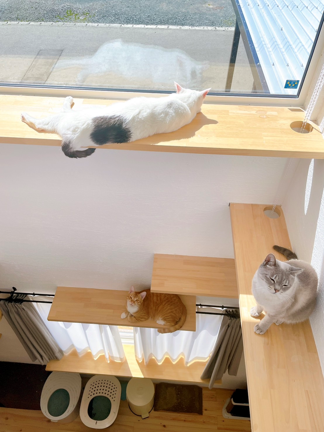 保護猫３匹と暮らす、猫ファーストの家 画像