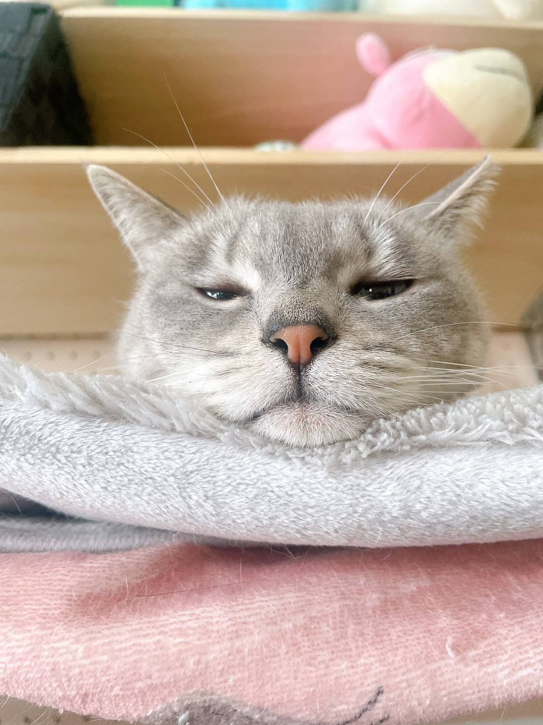猫動線の家にお邪魔してきました！ 画像