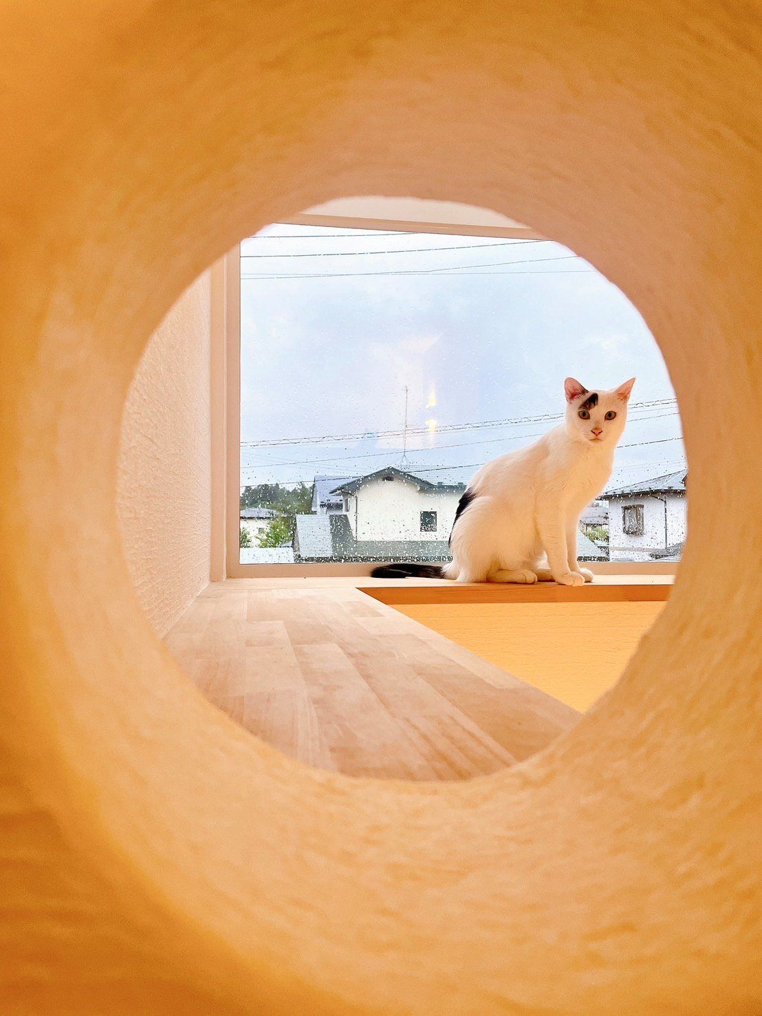 ペットにやさしいお家です② 画像