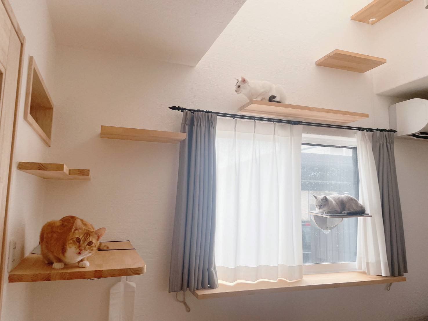 窓まわりのキャットステップを渡る猫たち
