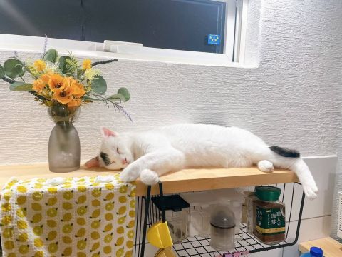 猫ファーストのお家で、人も心地よく暮らしています！ アイキャッチ画像