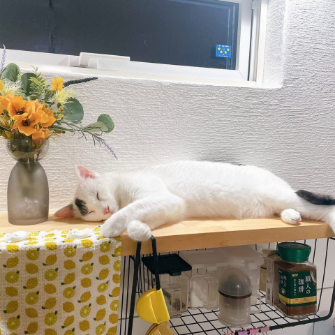 猫ファーストのお家で、人も伸び伸び暮らしています！ アイキャッチ画像