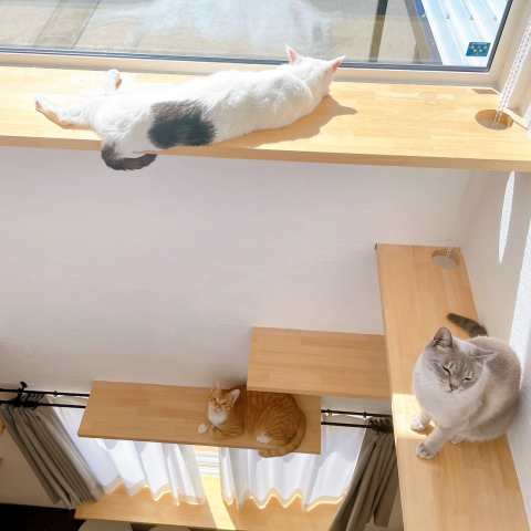 保護猫３匹と暮らす、猫ファーストの家 アイキャッチ画像