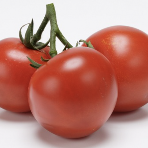 トマト収穫しました🍅 アイキャッチ画像